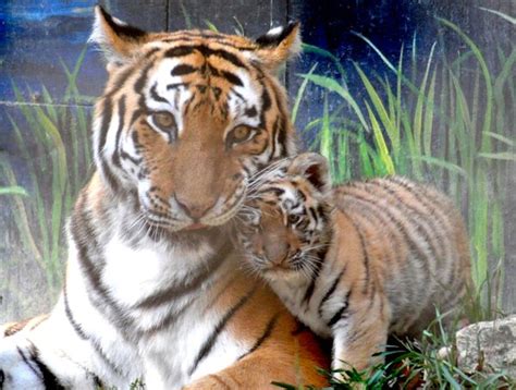 Zoo's Newborn Tiger Cubs Now Have Names | ChrisD.ca