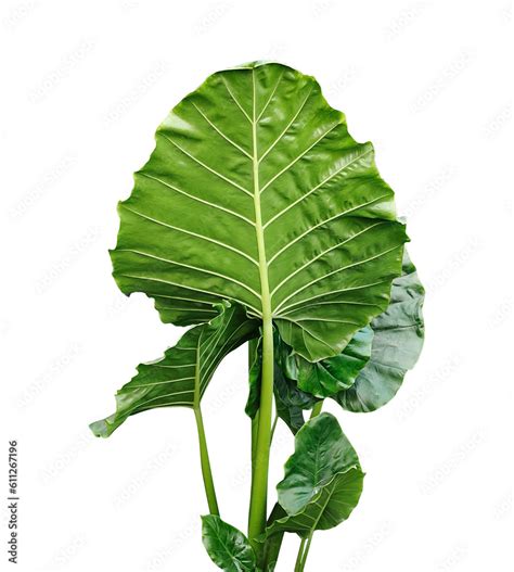 leaves  lettuce green raw leaves isolate  psd transparent file