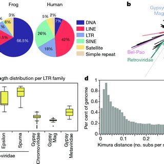 Pdf The Axolotl Genome And The Evolution Of Key Tissue Formation