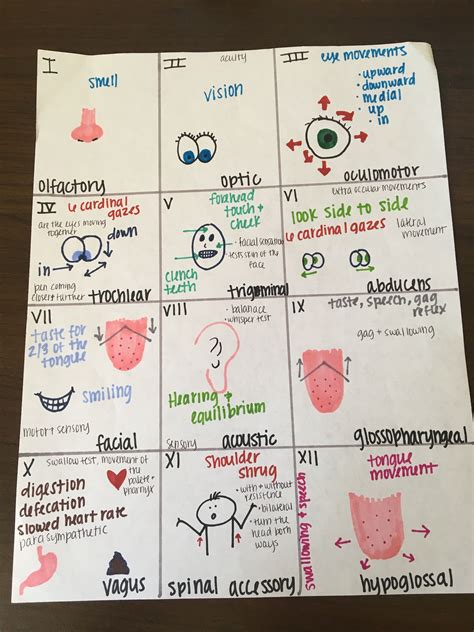 Cranial Nerve Exam Cheat Sheet