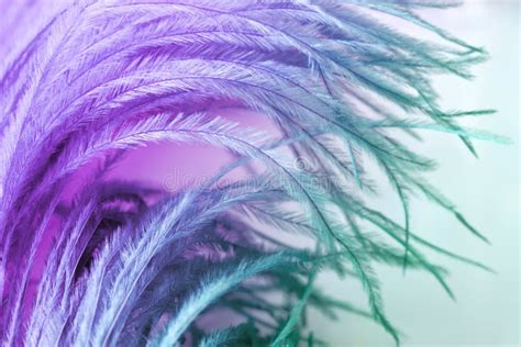 Close Up Of Ostrich Feathers For Background Stock Image Image Of