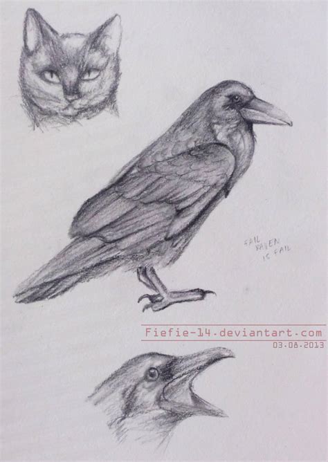 Raven Studies And A Cat By Fiefie 14 On Deviantart