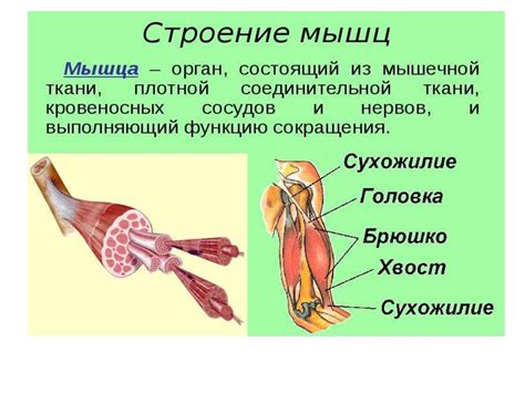 Мышцы человека. Виды мышечной ткани - online presentation