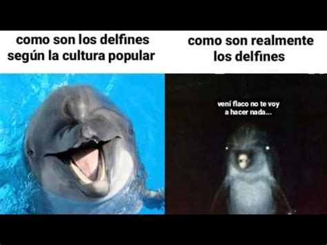 Comprobando Si Los Delfines Son Tan Malos Como Se Dicen Youtube