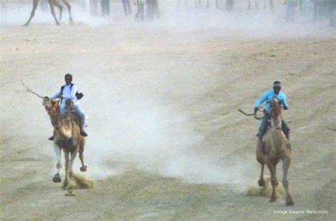 Bikaner Camel Festival 2024: Tales of Camels, Colours and Competitions