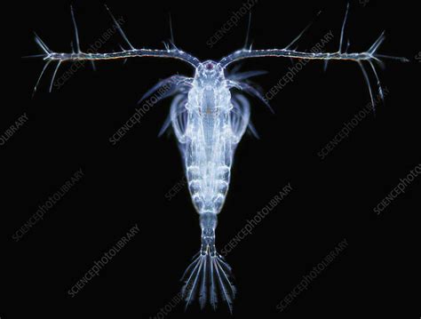 Calanoid Copepod Stock Image C0126032 Science Photo Library