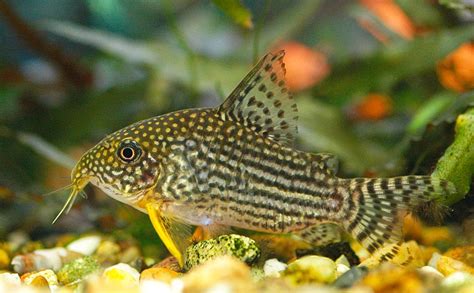 Cory Catfish Corydoras The Ultimate Care And Breeding Guide