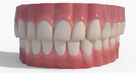 Realistic Human Teeth Obj