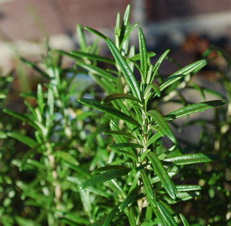 Rosemary Planting Growing And Harvesting Rosemary Plants The Old