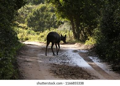 Duiker Buck Images Stock Photos Vectors Shutterstock