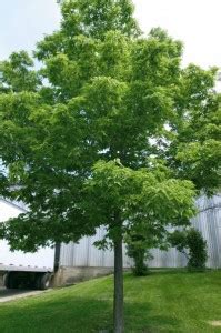 Common Hackberry - Trees Today Nursery