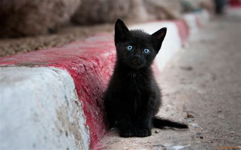 Black Kitten Wallpapers - 4k, HD Black Kitten Backgrounds on WallpaperBat