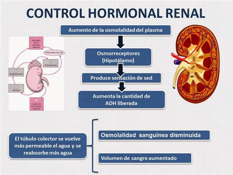 Blog De Fisiolog A Uas Valeria Medel Garc A Control Hormonal Renal