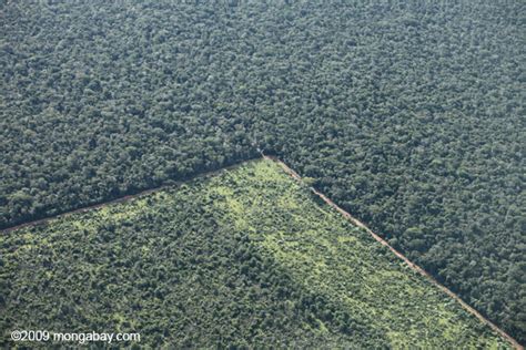 Blog do AXEL GRAEL Código Florestal Cientistas alertam sobre graves