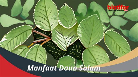 Manfaat Daun Salam Keajaiban Dari Alam Untuk Kesehatan Biotifor