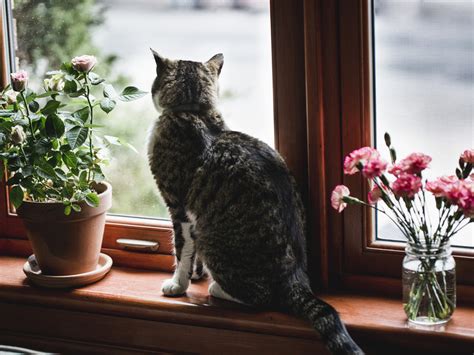 Comportamientos de los gatos por qué se comportan así