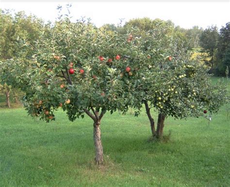 Pommier Liberty Un Arbre Pour Mon Quartier