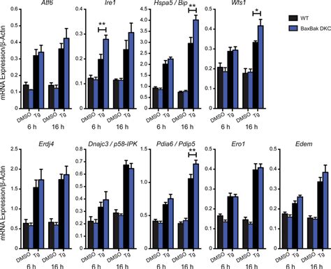 Downstream UPR Gene Expression In WT And Bax Bak DKO Islets Under