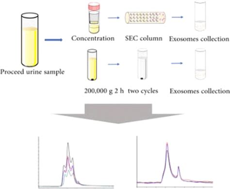 Characterization Of Urinary Exosomes Purified With Size Exclusion