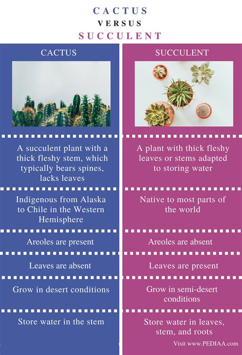 Difference Between Cactus and Succulent - Pediaa.Com