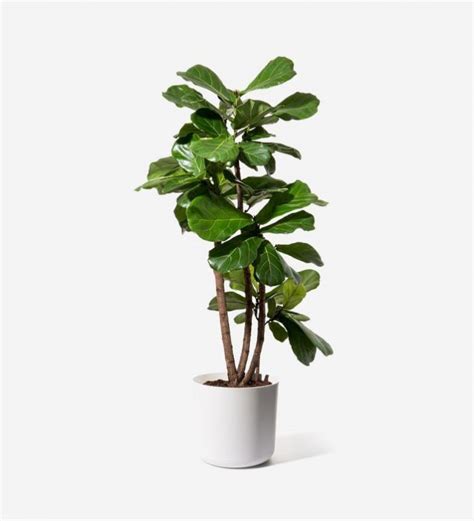 Fiddle Leaf Fig Ficus Lyrata Trees Certified B Corp Flowerbx Uk