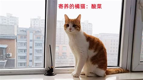 寄养的小母猫第一次来到母猫房间，四只母猫都不热情，把它当空气 Youtube