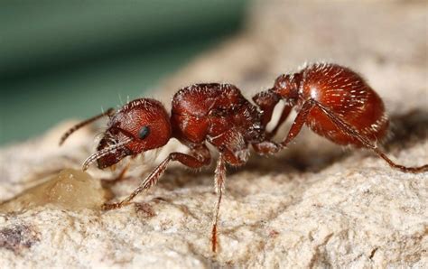 Remedios Para Picadura De Hormiga Roja De Fuego O Colorada