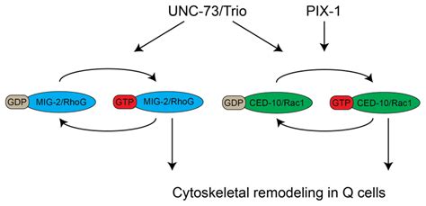 Figure 3 Two Parallel Pathways Control Cytoskeletal Remodeling In