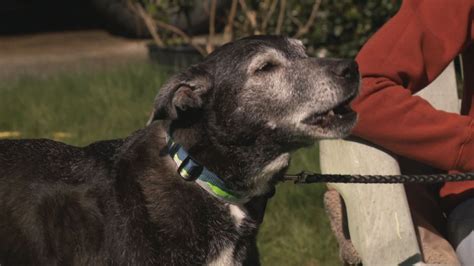 ‘its Truly A Miracle 16 Year Old Blind Deaf Dog Survives 9 Days