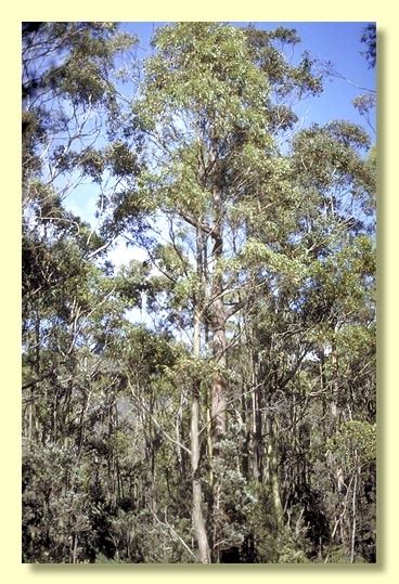 Eucalyptus Subcrenulata