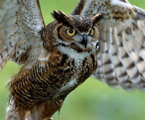 Great horned owl | San Diego Zoo Kids