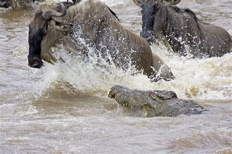 Nile Crocodile Attacking Wildebeest In Mara River Maasai