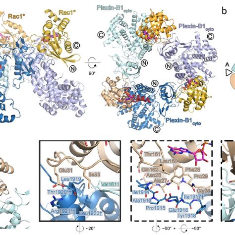 Structure Of The Fold Plexin B Cyto Rac Complex A Overview Of