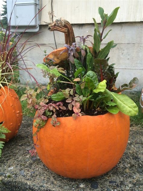 Pumpkin Planters Thriftyfun