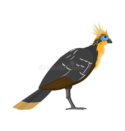 Hoatzin Stock Illustrations 44 Hoatzin Stock Illustrations Vectors
