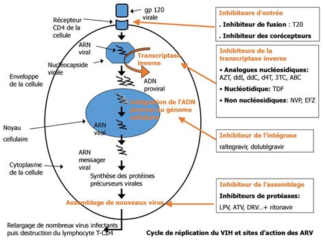 Notions De Virologie Physiopathologie Et Histoire Naturelle Du Vih