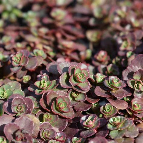 Sedum Dragons Blood Seed Red Stonecrop Ground Cover Seeds