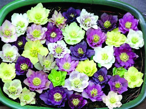 Understanding Helleborus Greenhouse Grower