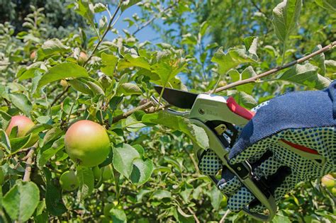 Come Potare Gli Alberi Da Frutto