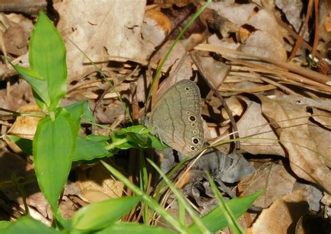 Carolina Satyr From Charles County Md Usa On September At