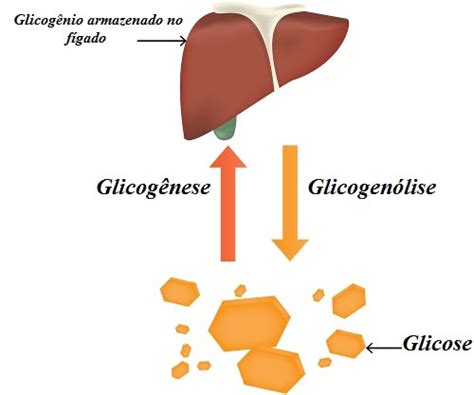 Glicog Nio Estrutura Fun Es Sintese E Metabolismo Resumos S Escola