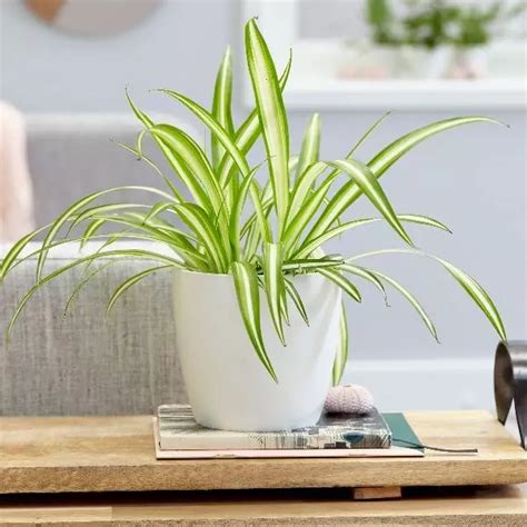 Buy Spider Plant Online In Pakistan Lahore Karachi Islamabad