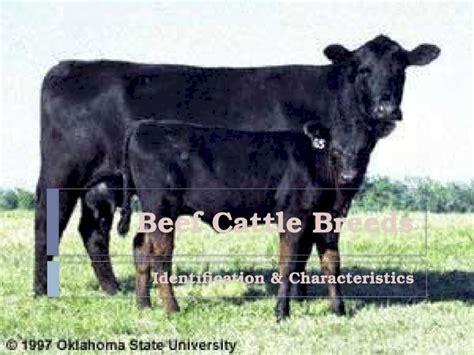 Pptx Beef Cattle Breeds Identification And Characteristics Dokumen Tips