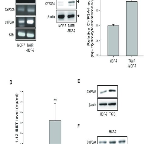 Effect Of Cyp A Inhibitors And Eet Antagonist On Cell