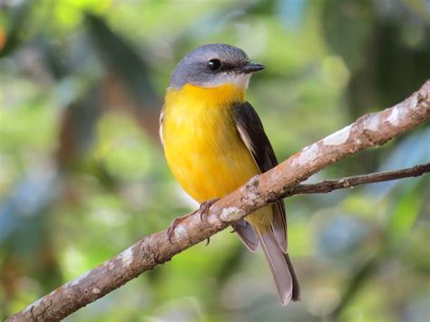 Native birds in south eastern Australia worst affected by habitat loss - UQ News - The ...