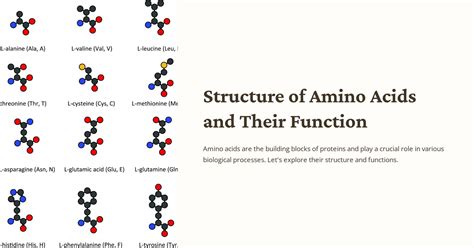 Structure of Amino Acids and Their Function