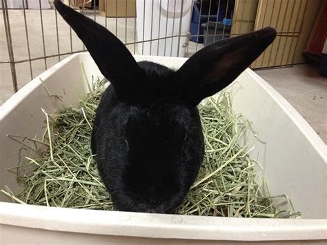 Sanctuary Buns Page 3 Buckeye House Rabbit Society