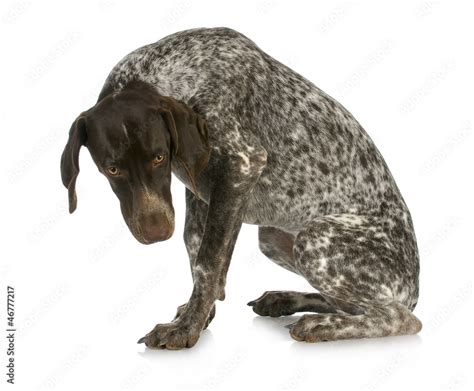 Bad Dog Stock Photo Adobe Stock