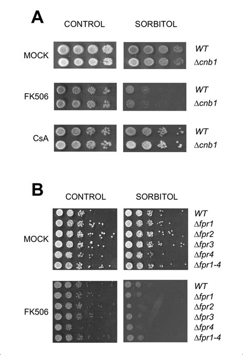 A Crecimiento De Las Cepas WT W303 1a Y Mutante Cnb1 En Placas De