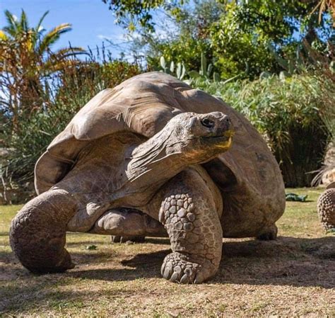 Giant Fernandina Tortoise | Big animals, Animal experiences, Animals